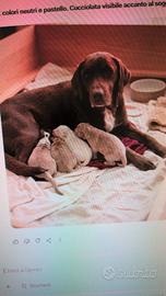 Incrocio bracco lagotto