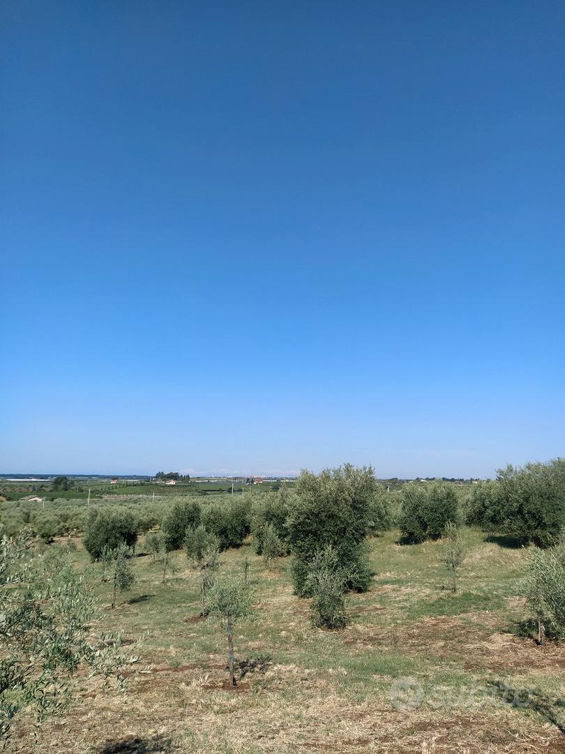 Terreno uliveto - Vista 6