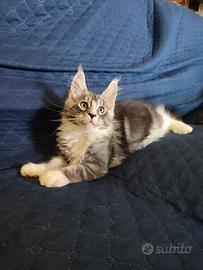Gattini Maine Coon pedigree AFSI