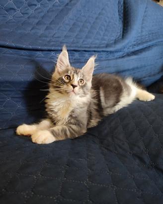 Gattini Maine Coon pedigree AFSI