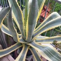 ALOA Gialla Bicolore