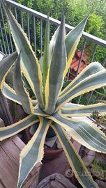 ALOA Gialla Bicolore