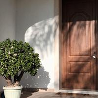 Crassula ovata. Albero di giada