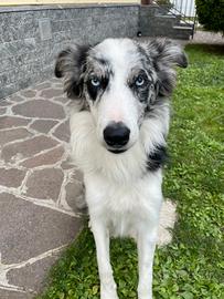 Border collie per monta