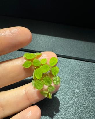 Salvinia