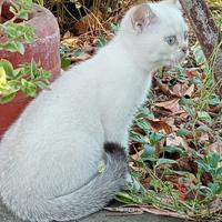 3 Femmine di gatto British