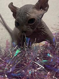 Sphynx