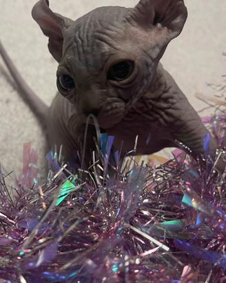 Sphynx
