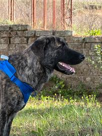 Cucciolo simil pastore  belga Malinois