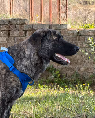 Cucciolo simil pastore  belga Malinois