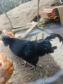 Gallo Cemani