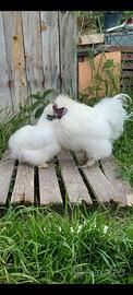 Coppia adulta di galline moroseta