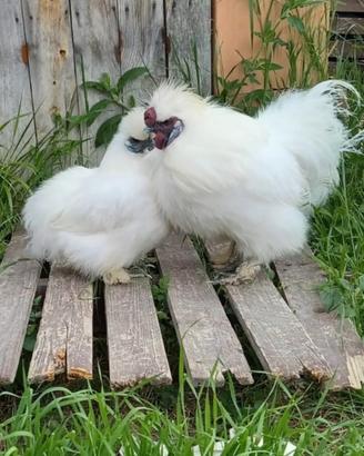 Coppia adulta di galline moroseta