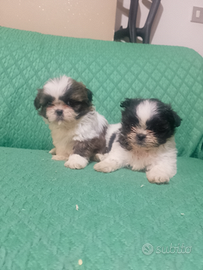 Cucciole femminucce di Shitzu