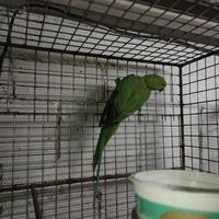 Parrocchetto da collare