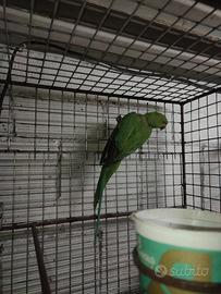 Parrocchetto da collare