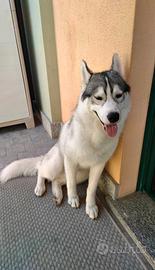 Siberian Husky Maschio Giovane