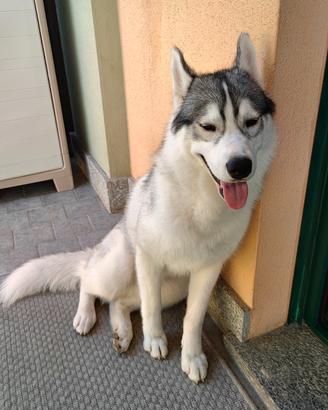 Siberian Husky Maschio Giovane