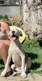 Cucciolo dogo argentino