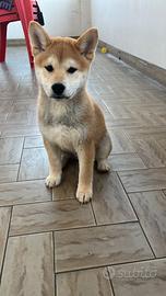 Shiba inu