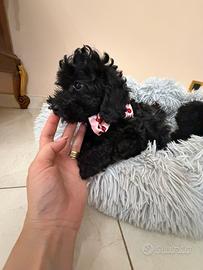 Barboncino toy