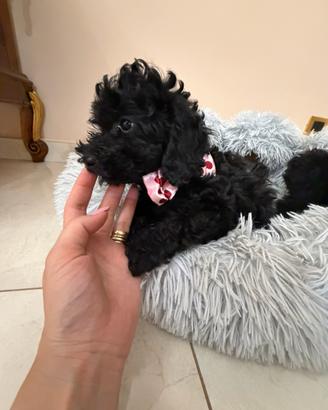 Barboncino toy