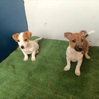 Cuccioli jack russell