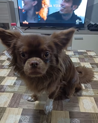 Chihuahua