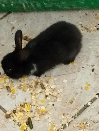 Coniglietti testa di leone