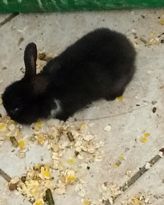 Coniglietti testa di leone