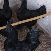 Ayam Cemani
