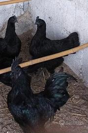 Ayam Cemani
