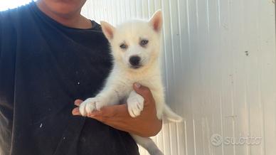 Siberian Husky con pedigree enci