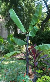 Musa balbisiana Atia Black banano tropicale