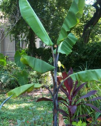 Musa balbisiana Atia Black banano tropicale