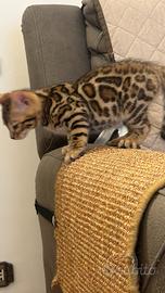 Cuccioli Bengala Leopardata e Marbled
