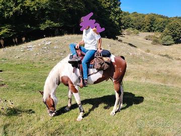 Paint Horse