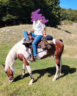 Paint Horse