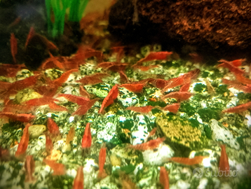 Caridine Red cherry 2 euro l una