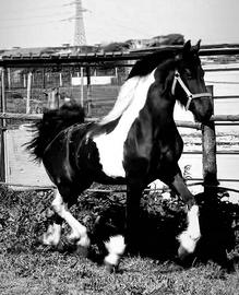 Barock Pinto