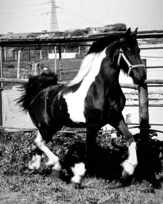 Barock Pinto