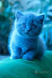 BRITISH Shorthair cucciola