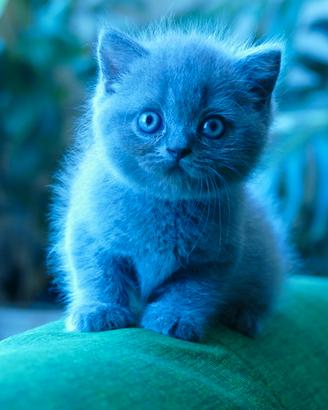 BRITISH Shorthair cucciola