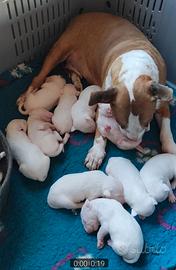 Bull Terrier Inglese Standard