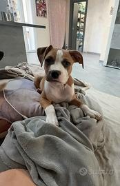Pittbull ukc