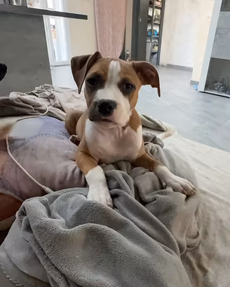 Pittbull ukc