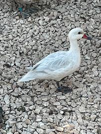 Anatre codoni