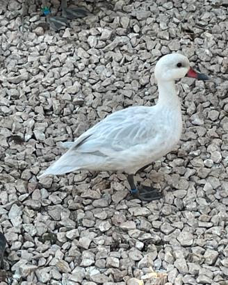 Anatre codoni