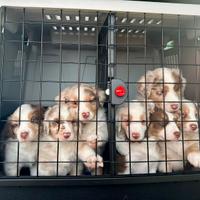 Cuccioli Pastore Australiano RED MERLE