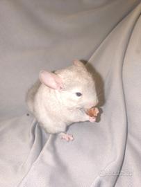 Cucciolo di Cincillà